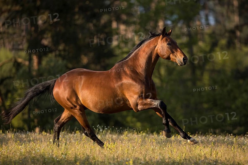 Brown Warmblood gelding at a gallop in the meadow