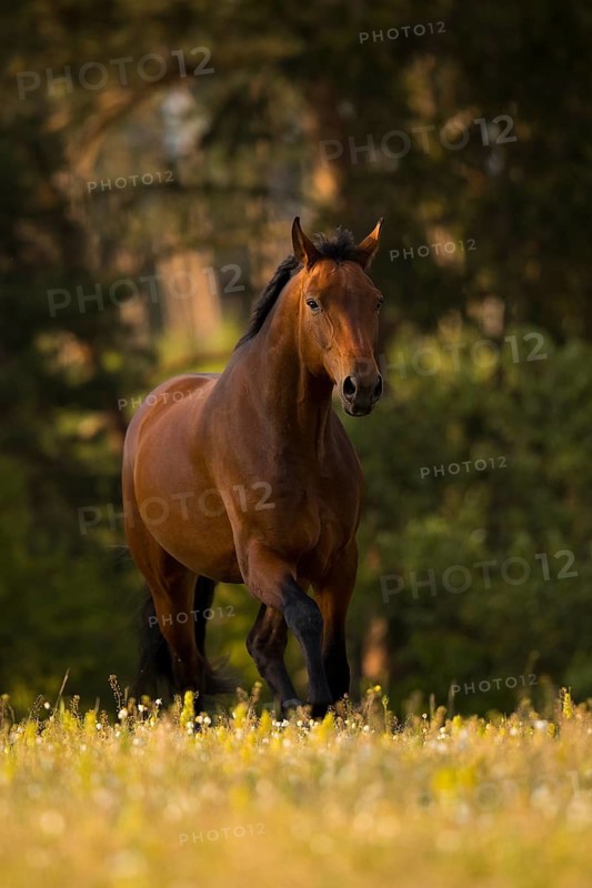 Brown Warmblood gelding at trot on the meadow