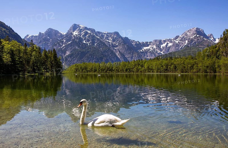 Mute swan