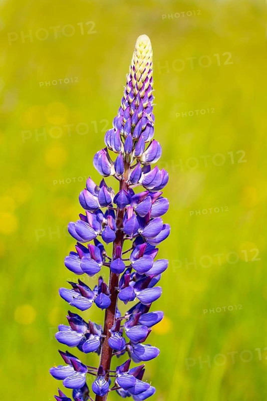 Lupines