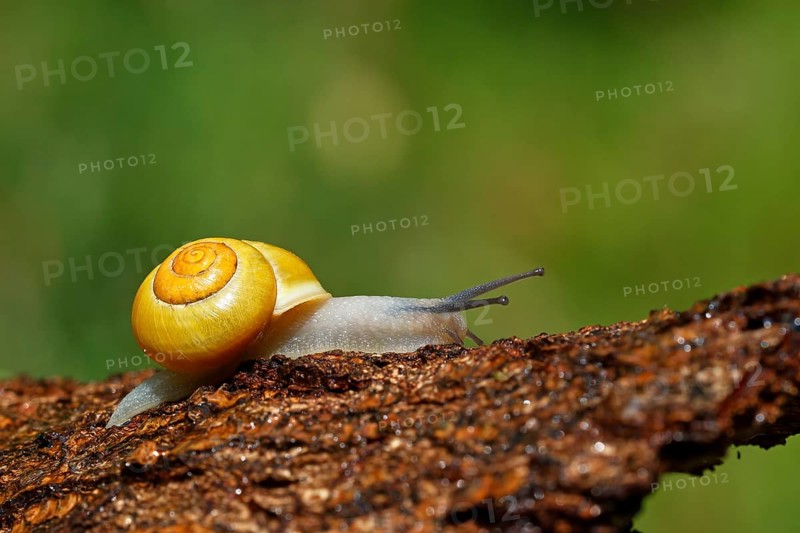 White-lipped snail
