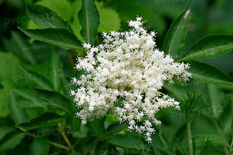 Elder