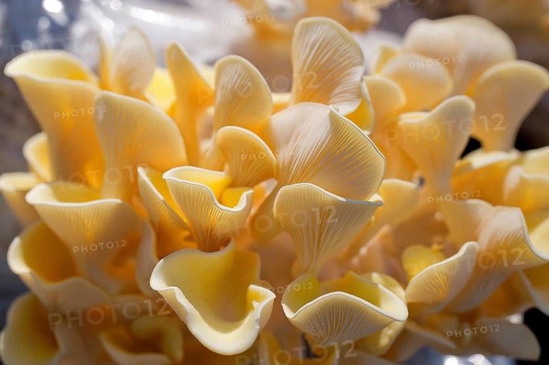 Golden oyster mushroom