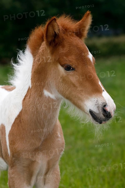 Icelandic horse