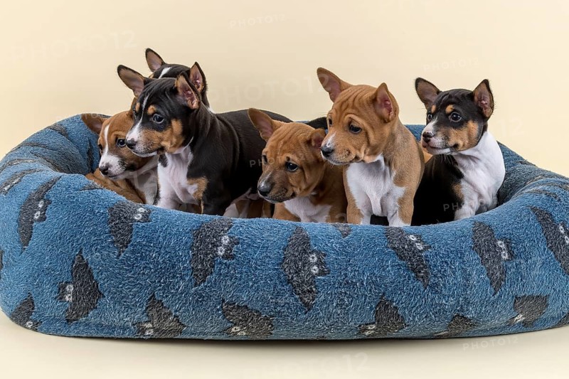 Basenji or Congo terrier
