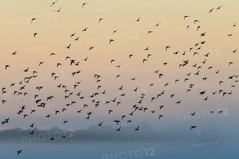 Eurasian Wigeon