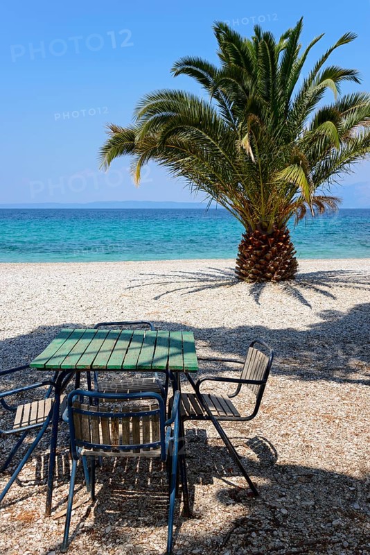 Palm tree on the beach of Trpanj