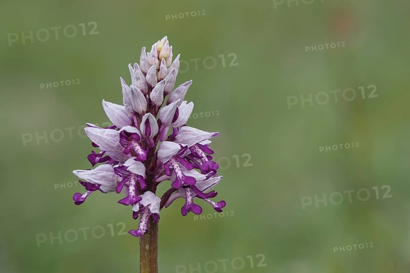 Flower of Military orchids