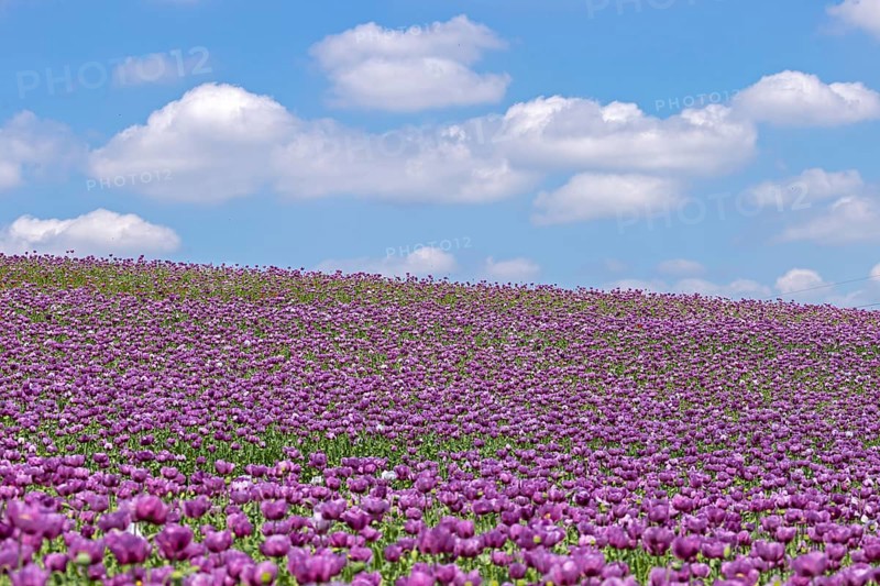 Opium poppy