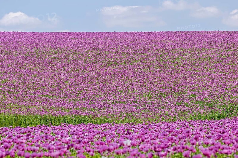 Opium poppy