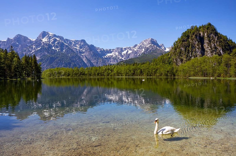 Mute swan