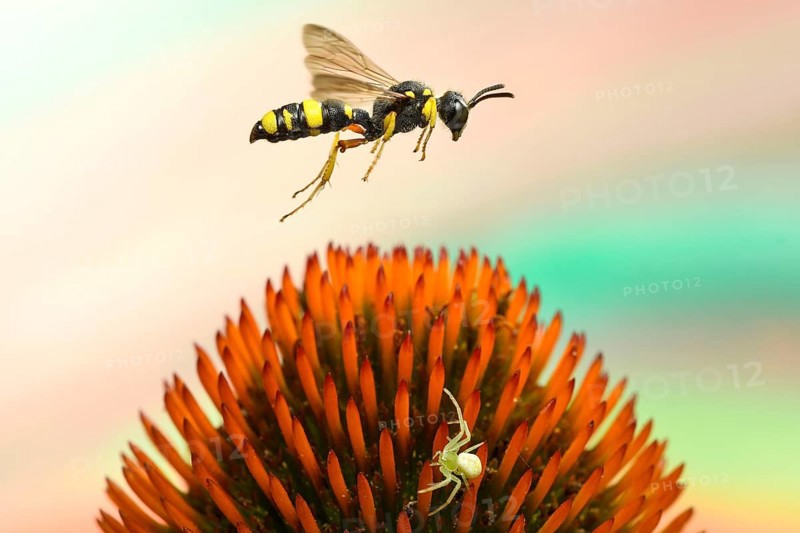 Bee-hunting nodular wasp