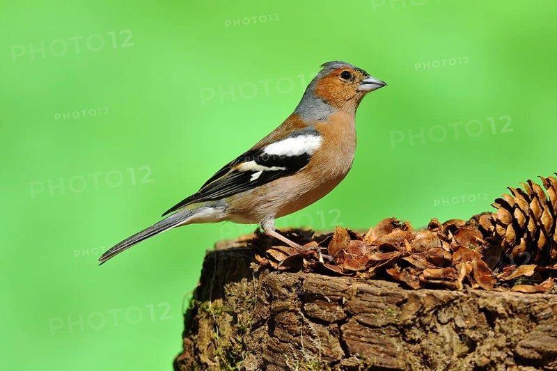 Common chaffinch