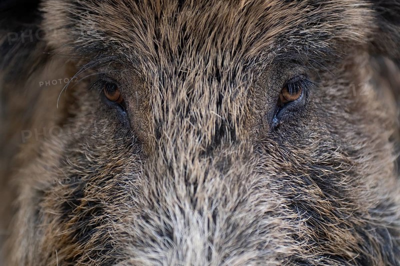 Wild boar