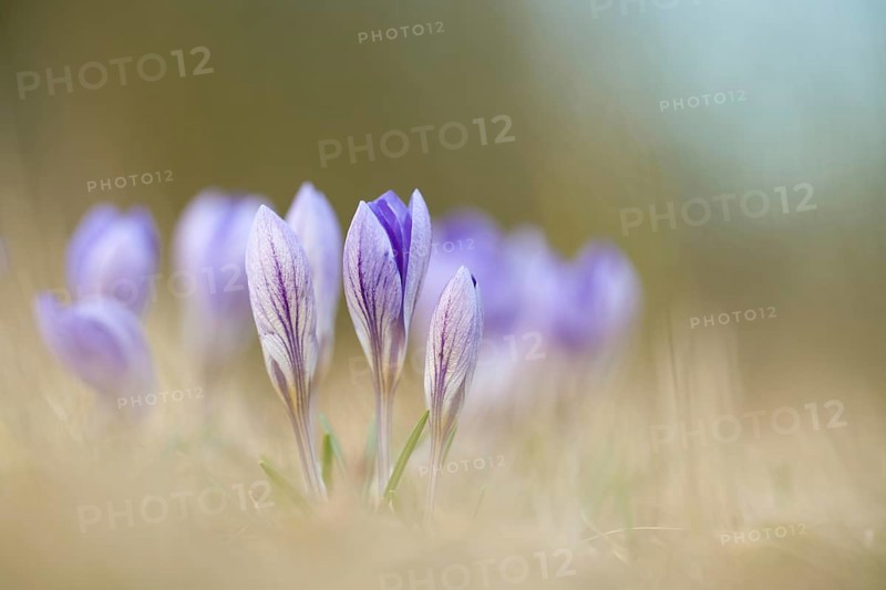 Spring crocusse
