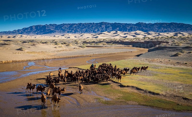 Camel herd at the sand dunes of Khongor. Umnugobi Province