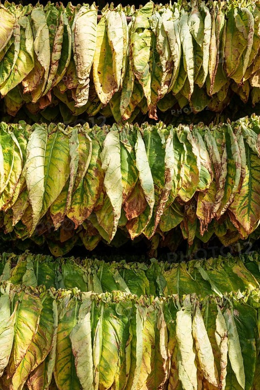 Cultivated tobacco