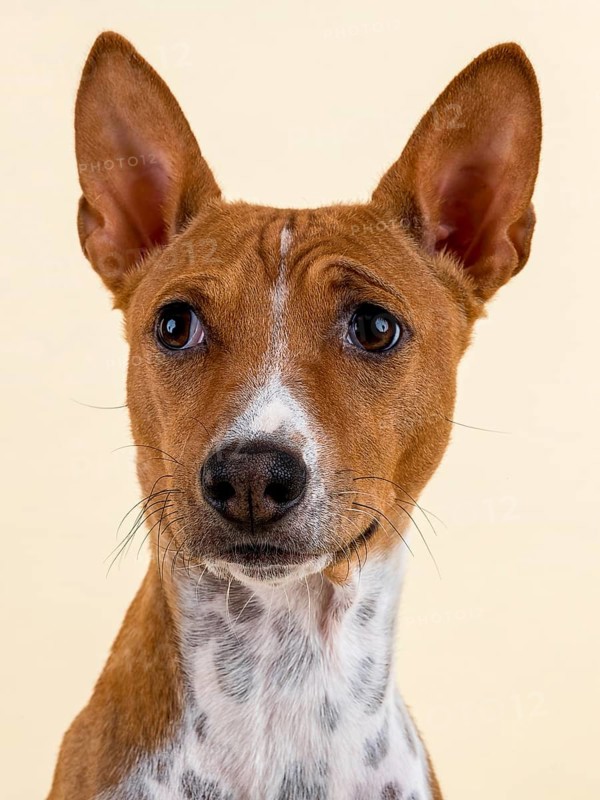 Basenji or Congo Terrier