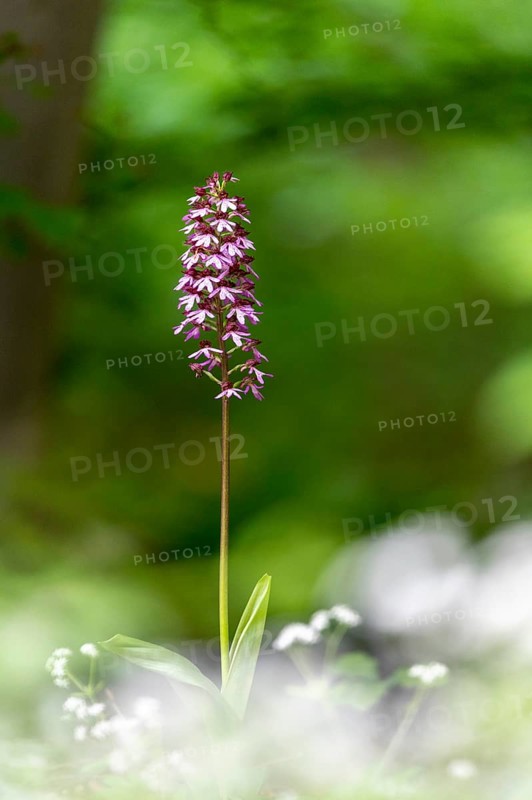 Northern marsh-orchid