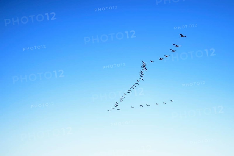 Wild geese