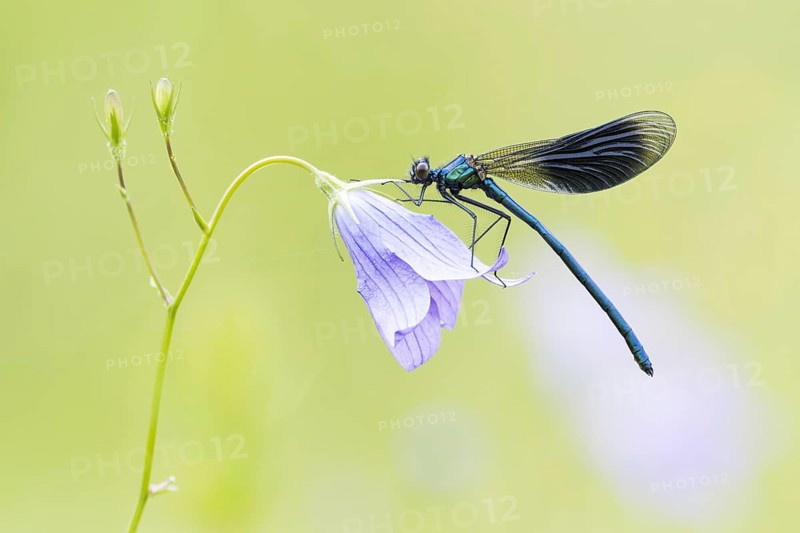 Banded demoiselle