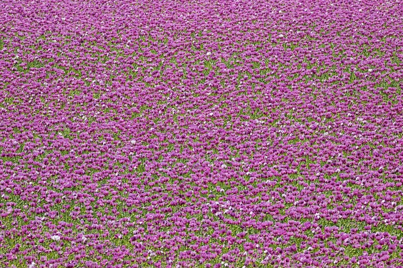 Opium poppy