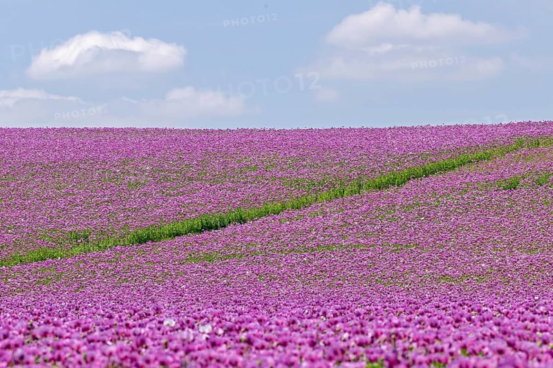 Opium poppy