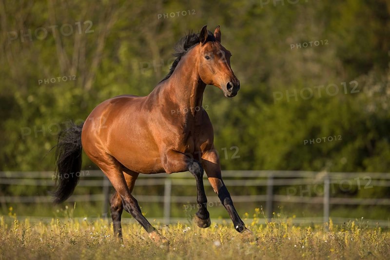 Brown Warmblood gelding at a gallop in the meadow