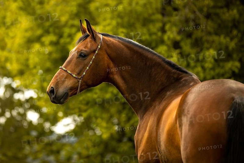 Portrait of a bay Warmblood gelding with halter
