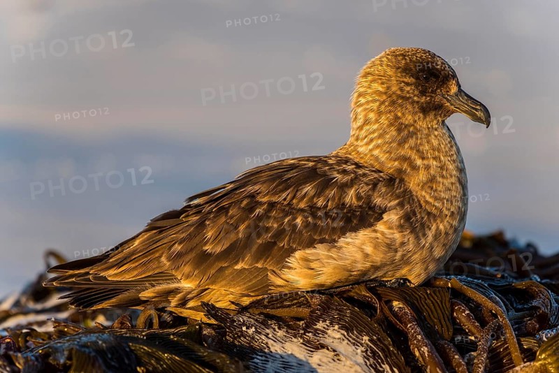 Great skua