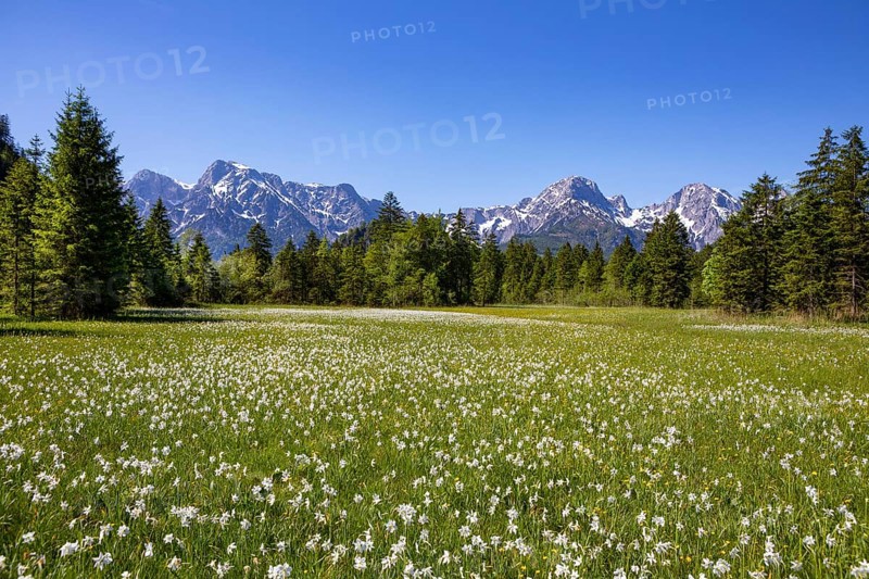 Meadow with white daffodils