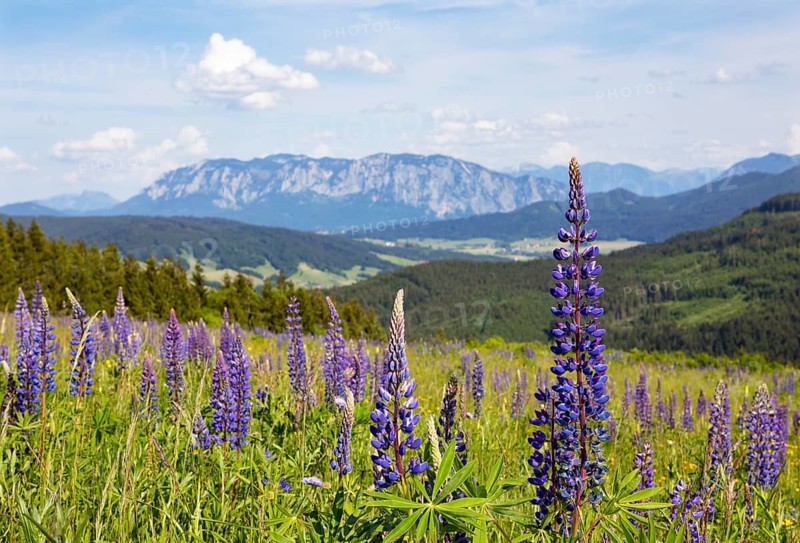 Lupines