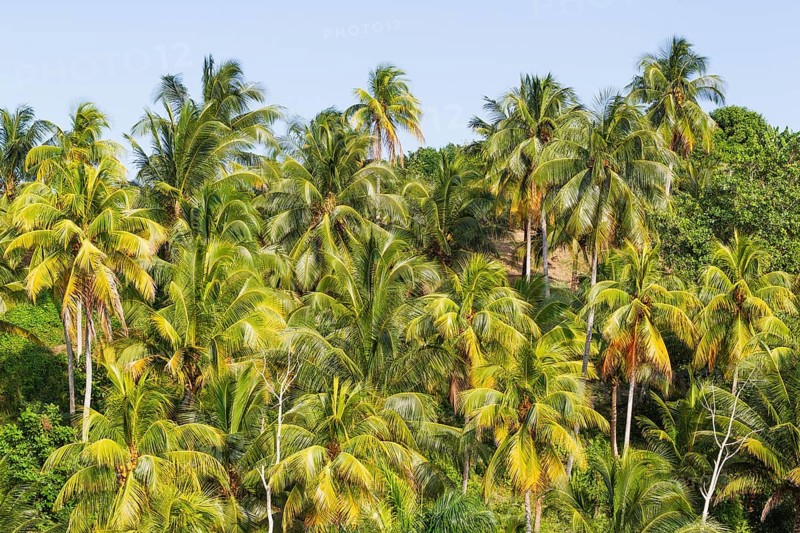 Coconut palm