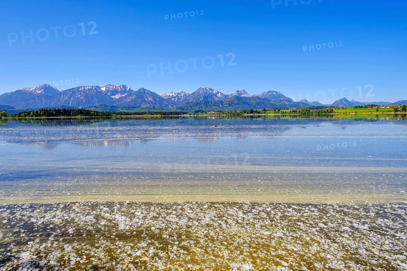 Flower pollen and flying seeds on the lake