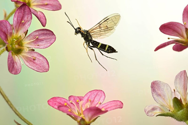 Cornstalk wasp
