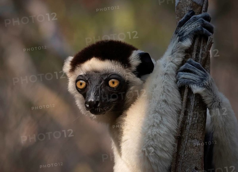 Verreaux's sifaka