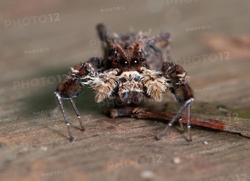 Jumping spider