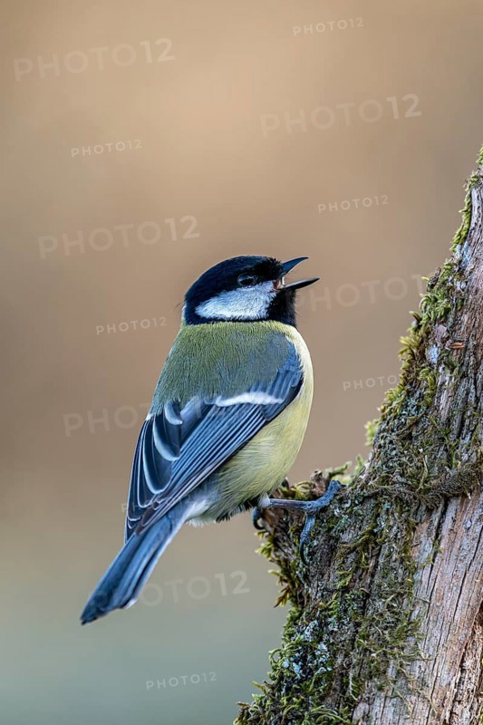 Great tit