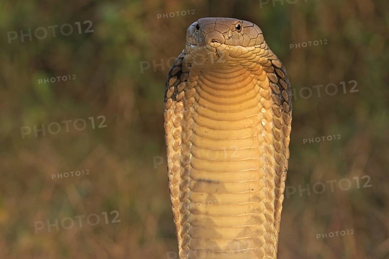 King Cobra