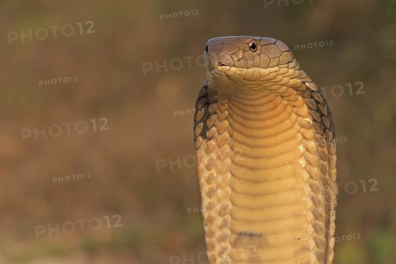King Cobra