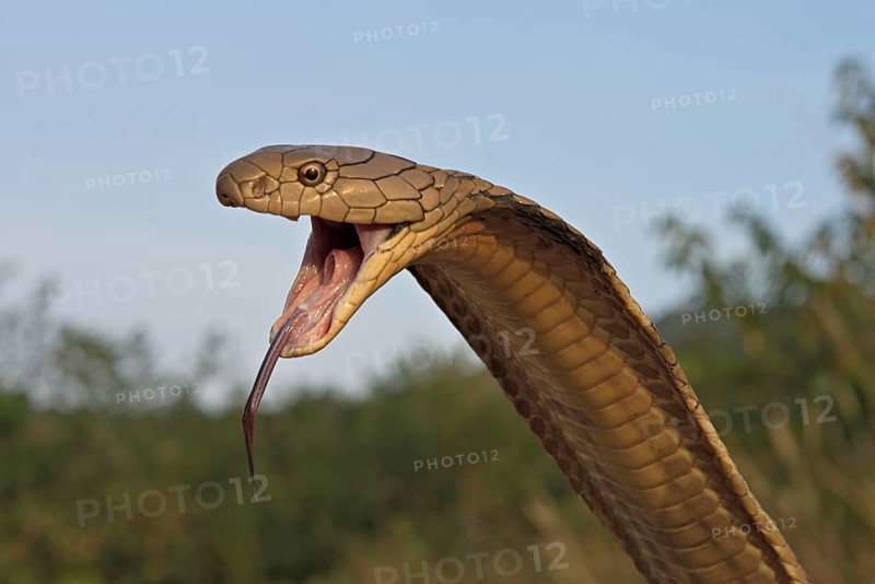 King Cobra