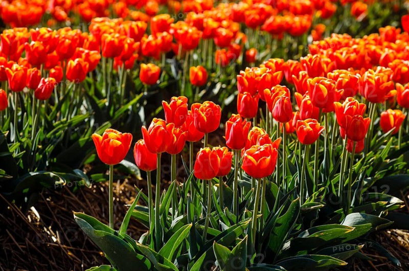 Tulips blooming in a tulip field