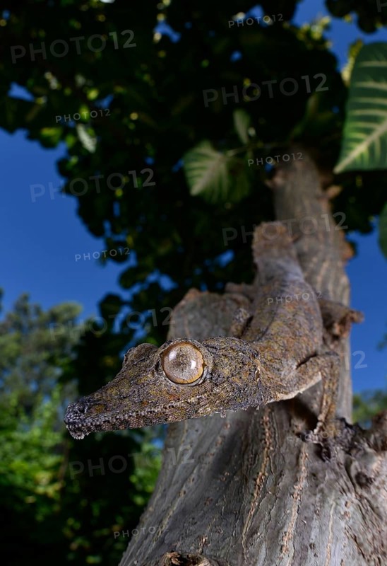 Leaf-tailed gecko