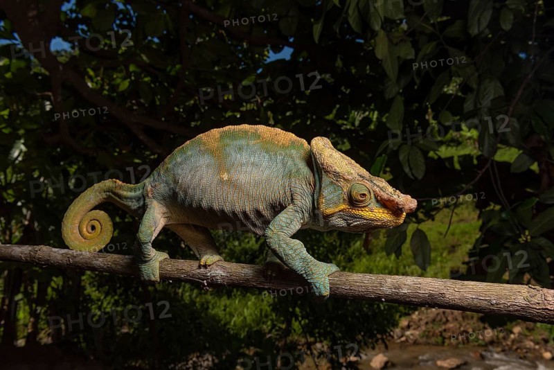 Parsons Giant Chameleon