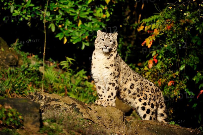 Snow leopard