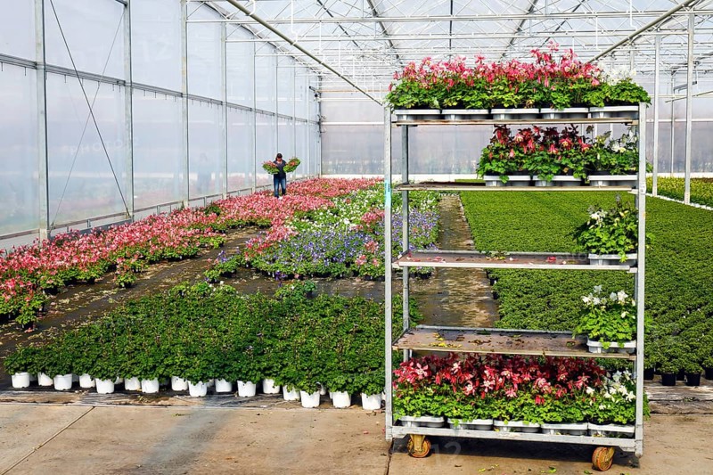 Bedding and balcony flowers in greenhouse