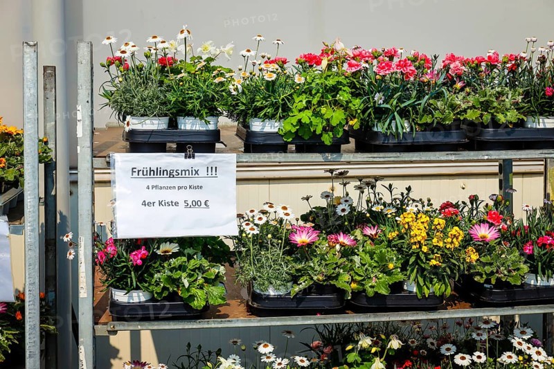 Bedding and balcony flowers in roll containers