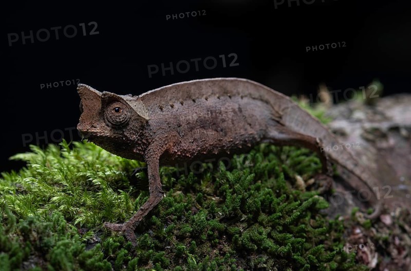 Earth chameleon