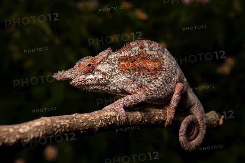 Chameleon