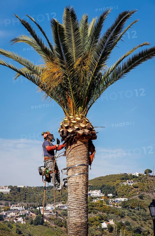Worker pruning a palm tree in the white mountain village of Frigiliana